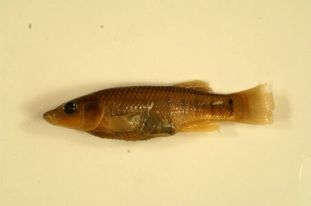 Fundulus similis