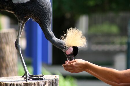 Animal wild wild animals