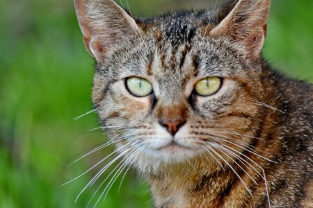 Curious domestic cat fur