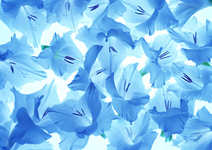 Blue lily flower pattern photo