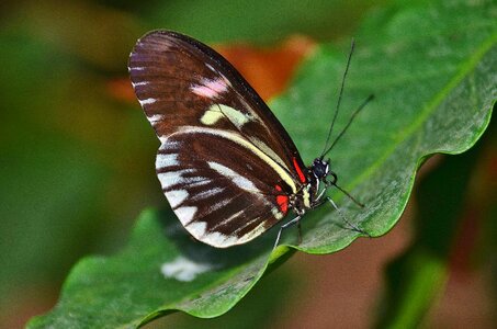Animal arthropod beautiful photo