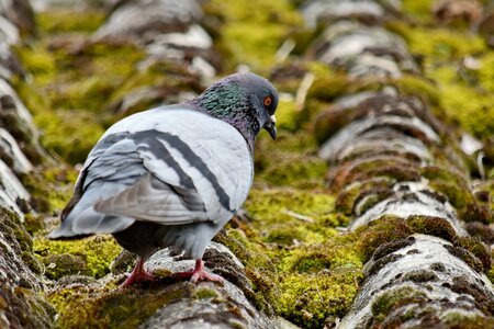 Lichen pigeon roof photo
