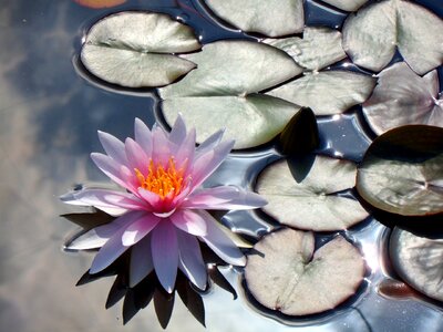 Nuphar bloom blossom photo