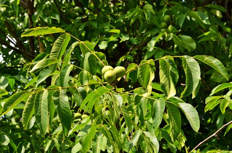 Fruit seeds foliage