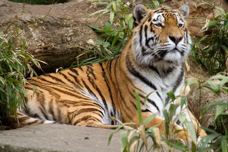 Wildcat relax brown tiger photo