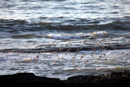 Sea