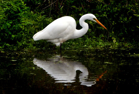 White Heron Water Free Photo photo