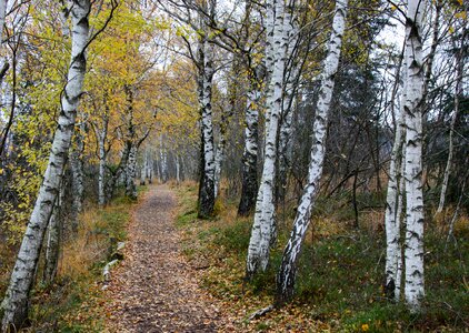 Hiking trail forest