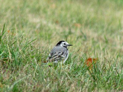Bird animals nature