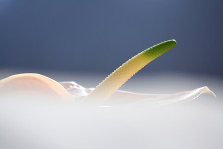 Blossom bloom petal