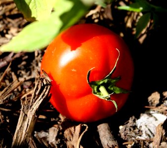 Ground organic tomato