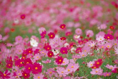 Cosmos flowers,beautiful purple and red flowers blooming photo