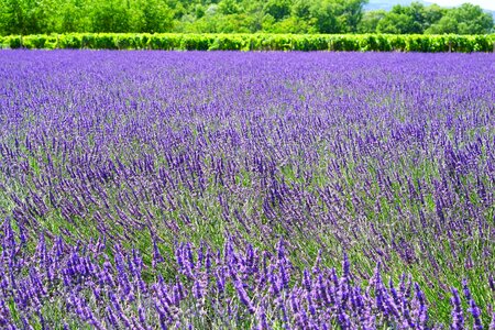 Agriculture beautiful flowers biology photo