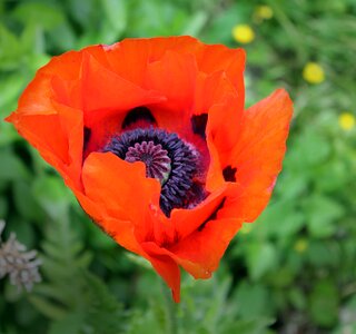 Nature flower flowers