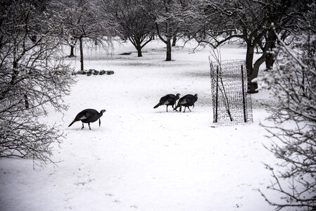 Groups of Turkeys in the snow