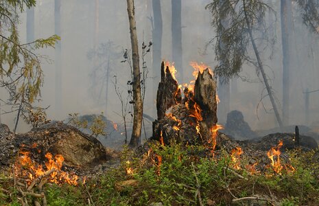 Smoke burning for conservation burning photo