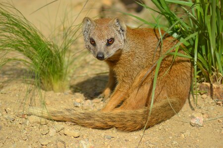 Mammal small fur