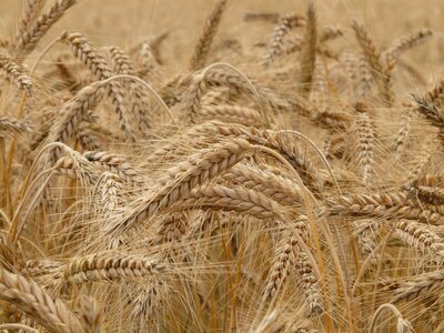 Wheat spike wheat field photo