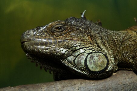 Lizard scaly zoo photo