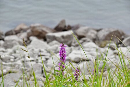 Coastline flowering grassland