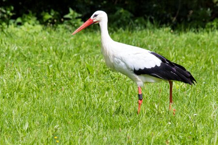 Ciconiidae bill search