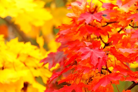 Bright color fall photo