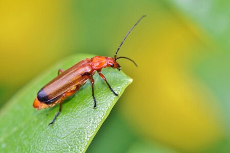Rhagonycha fulva soldier beetle cantharidae photo
