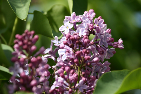 Flower flower garden 