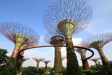 Gardens by the bay in Singapore photo