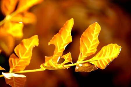 Autumn autumn season leaf photo