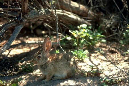 Bunny desert 