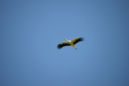 Animal rattle stork white stork