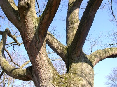 Log branches spring