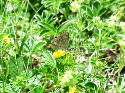 Butterflies common blue lycaenidae photo