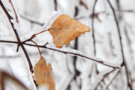 Birch frost frozen