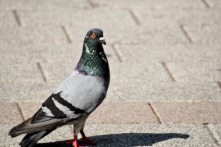 Beautiful pavement pigeon photo
