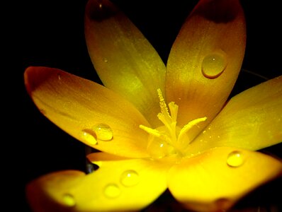Flowers black petal