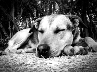 Sleep animals rest photo