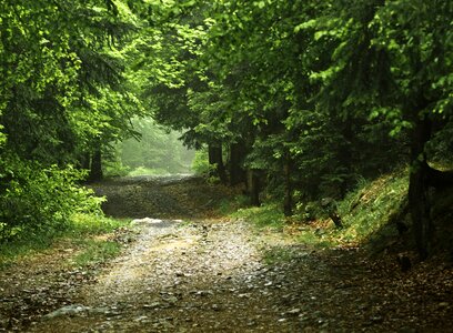 Green mountains tree