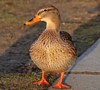 Animal aquatic bird avian