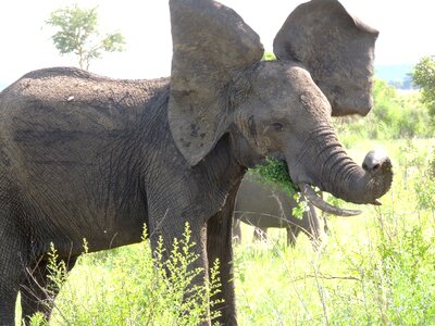 Safari zoo african photo