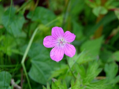 Summer violet tiny