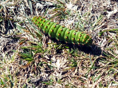 Caterpillar of the macrolepidoptera hairy yellow orange photo