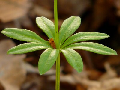Green galium odoratum forest plant photo
