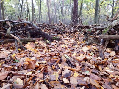 November mood autumn