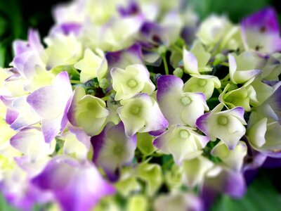 Close up rain white