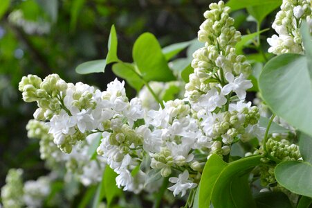 White lilac plant flowers photo