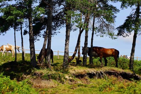 Agriculture animal cavalry