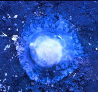 Animal jellyfish water photo