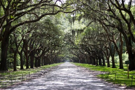 Away avenue nature photo